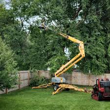 Trusted Del Mar, CA Tree Services Experts