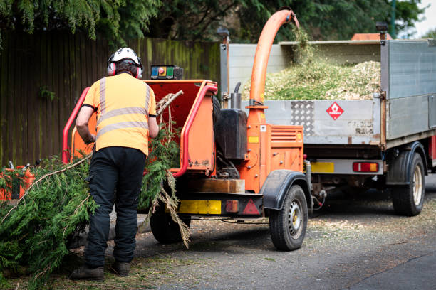 Lawn Grading and Leveling in Del Mar, CA